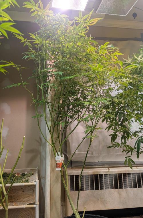 Strawberry Banana. Week 18