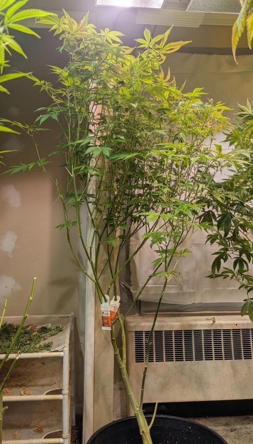 Strawberry Banana. Week 18