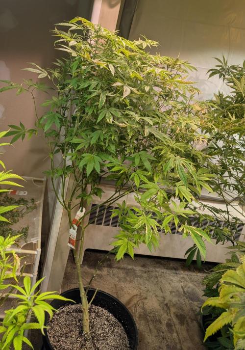 Strawberry Banana. Week 18