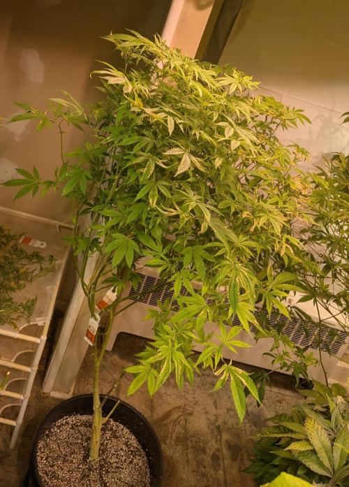 Strawberry Banana. Week 18