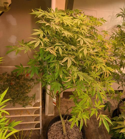 Strawberry Banana. Week 18