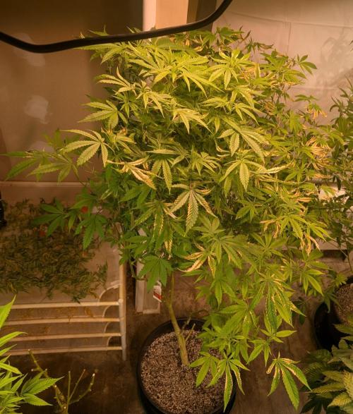 Strawberry Banana. Week 18