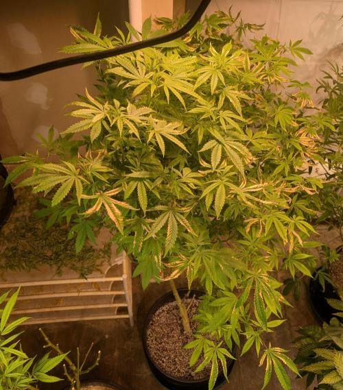 Strawberry Banana. Week 18