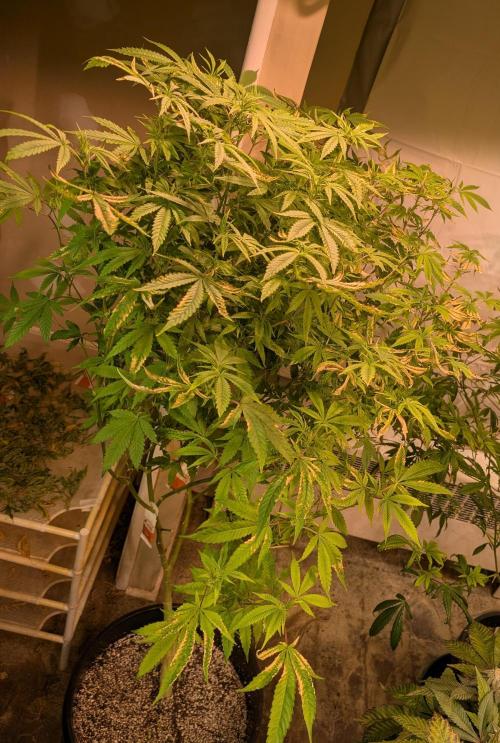 Strawberry Banana. Week 18