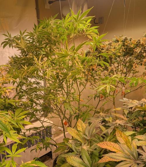 Hellfire OG. Week 18