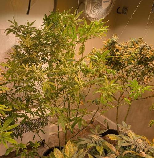 Hellfire OG. Week 18