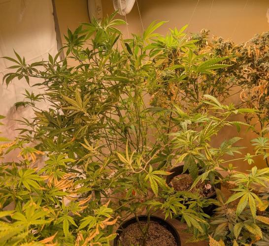 Hellfire OG. Week 18