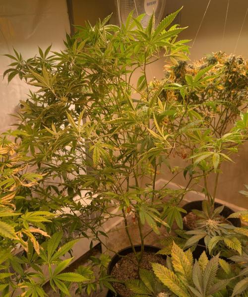 Hellfire OG. Week 18