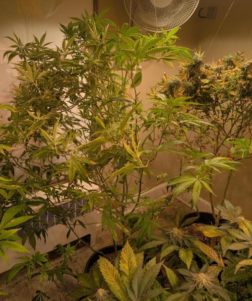 Hellfire OG. Week 18