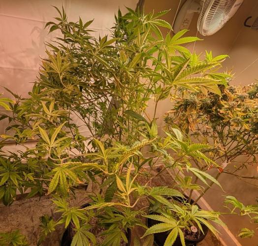 Hellfire OG. Week 18