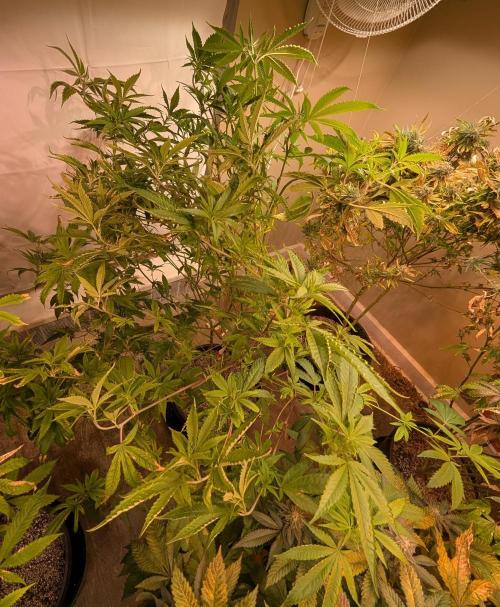 Hellfire OG. Week 18