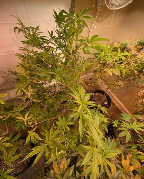 Hellfire OG. Week 18