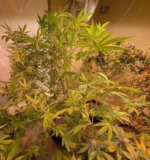 Hellfire OG. Week 18