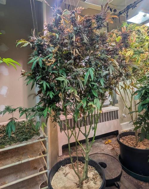 Gold Bar Kush. Week 24