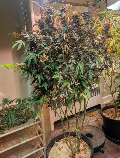 Gold Bar Kush. Week 24