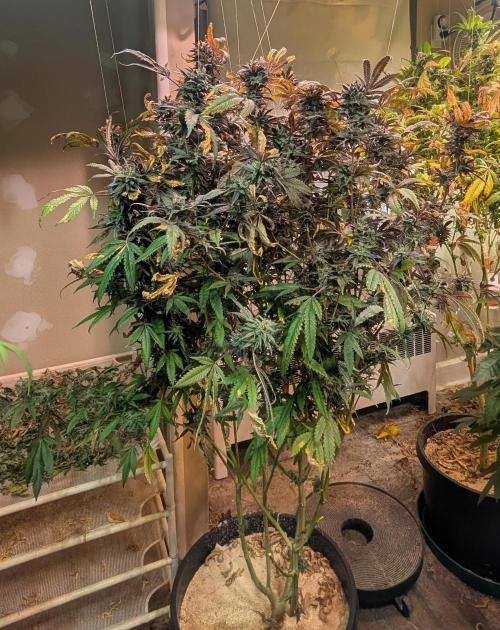 Gold Bar Kush. Week 24