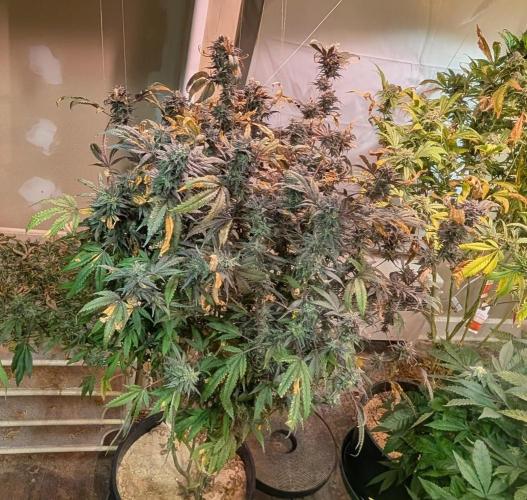 Gold Bar Kush. Week 24