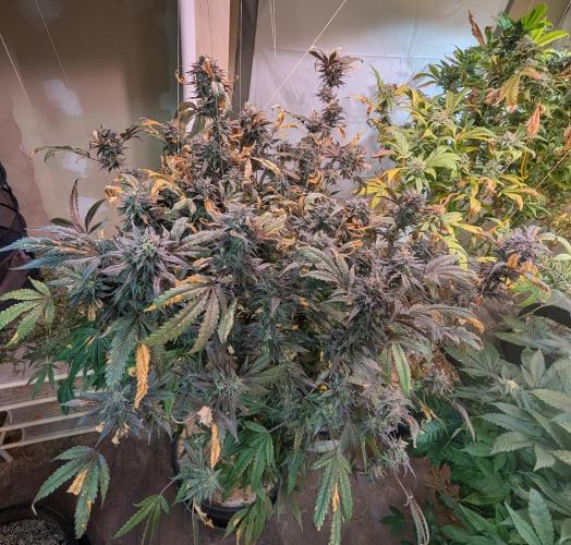 Gold Bar Kush. Week 24