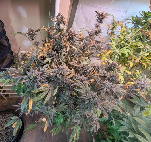 Gold Bar Kush. Week 24