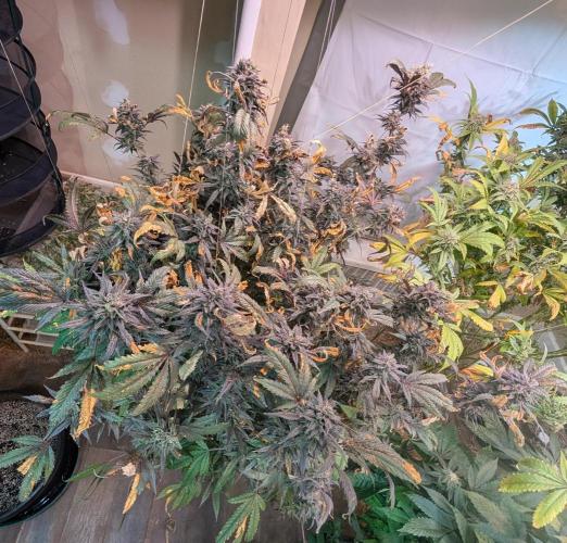 Gold Bar Kush. Week 24