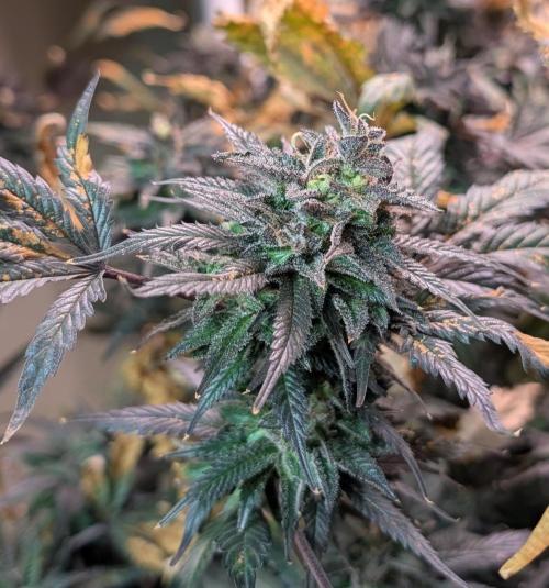 Gold Bar Kush. Week 24