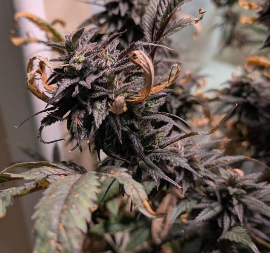 Gold Bar Kush. Week 24