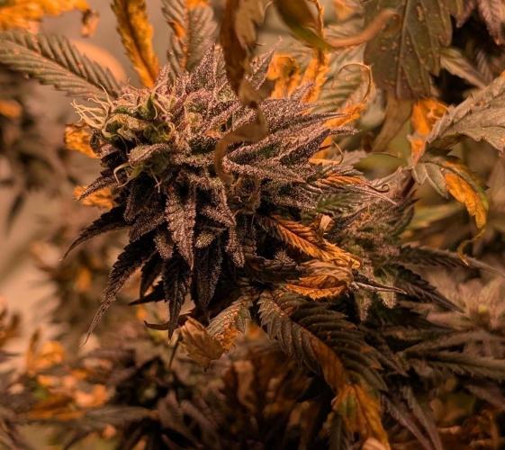 Gold Bar Kush. Week 24