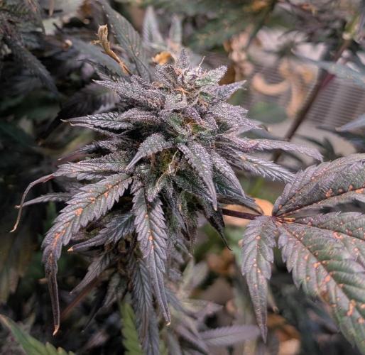 Gold Bar Kush. Week 24