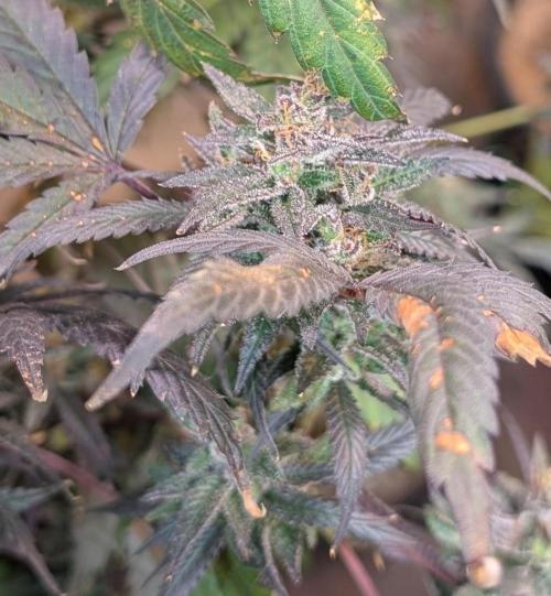 Gold Bar Kush. Week 24