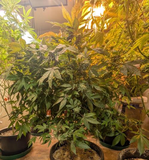 Apple Fritter. Week 24