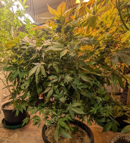 Apple Fritter. Week 24