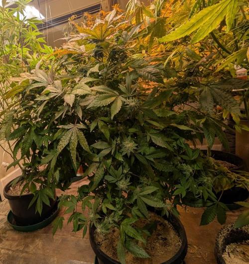 Apple Fritter. Week 24