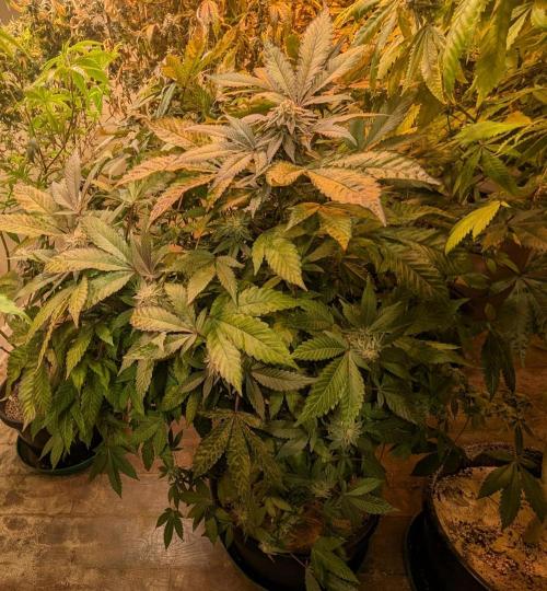 Apple Fritter. Week 24