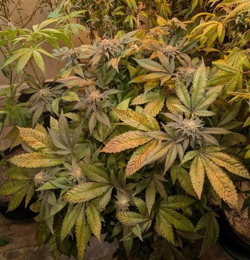 Apple Fritter. Week 24