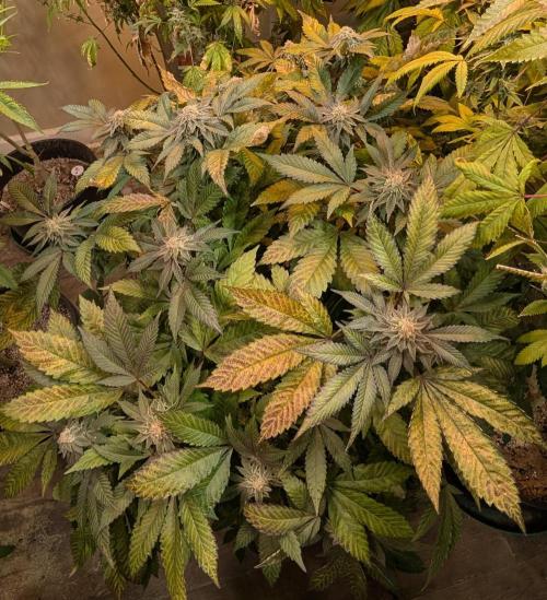 Apple Fritter. Week 24
