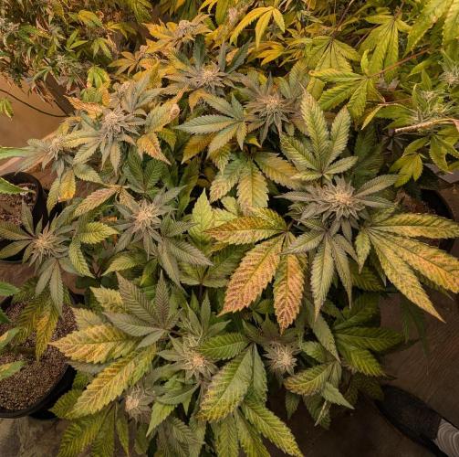 Apple Fritter. Week 24