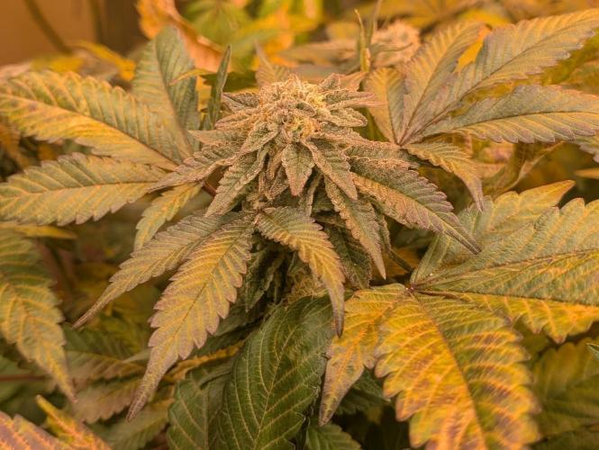 Apple Fritter. Week 24