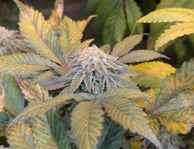 Apple Fritter. Week 24