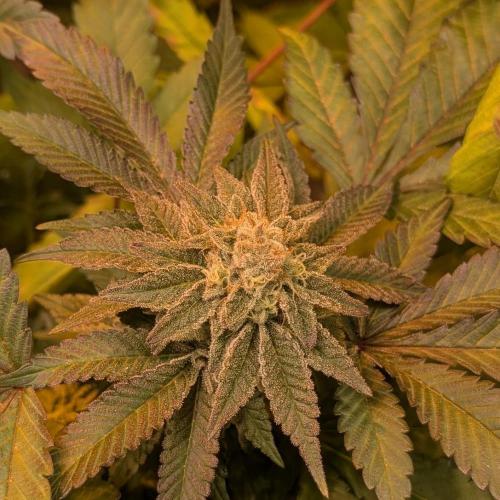 Apple Fritter. Week 24