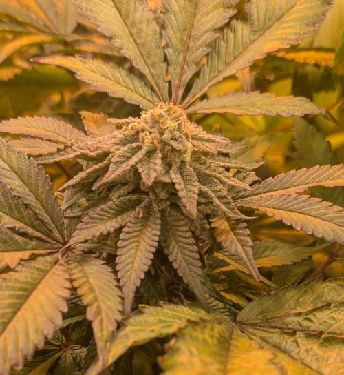 Apple Fritter. Week 24