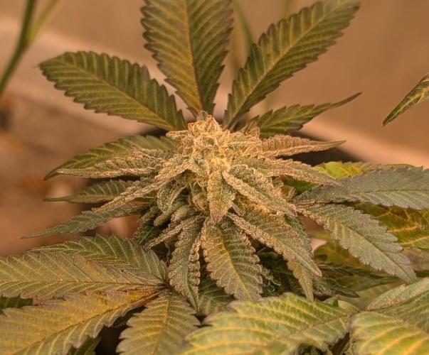 Apple Fritter. Week 24