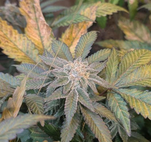 Apple Fritter. Week 24