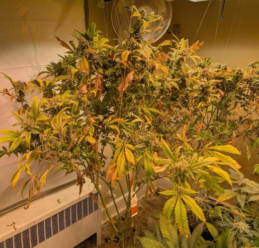 Cement Shoes. Week 24