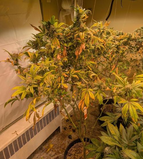 Cement Shoes. Week 24