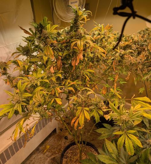 Cement Shoes. Week 24