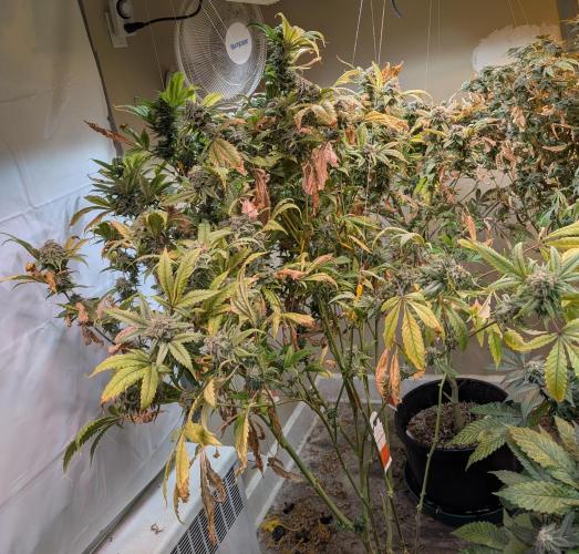 Cement Shoes. Week 24