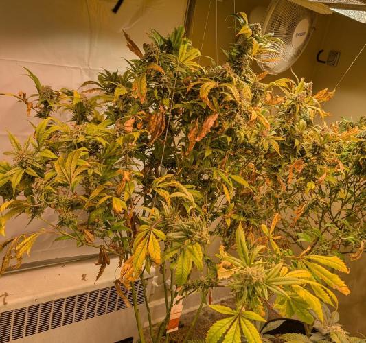 Cement Shoes. Week 24