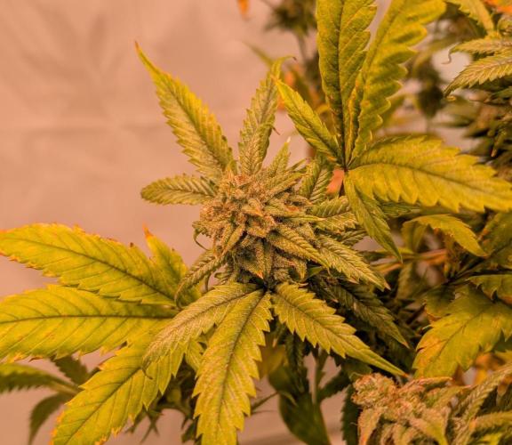 Cement Shoes. Week 24