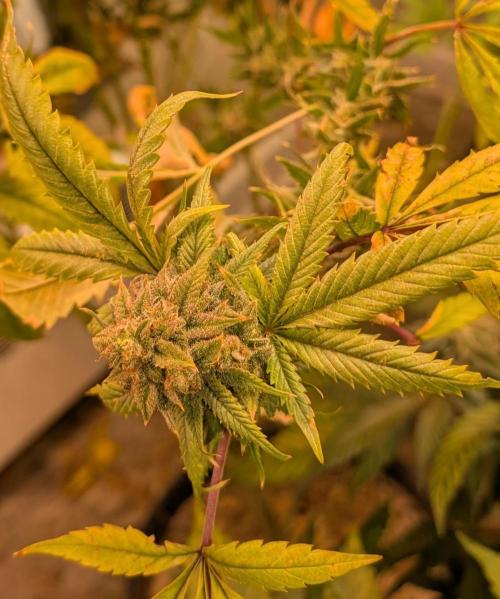 Cement Shoes. Week 24