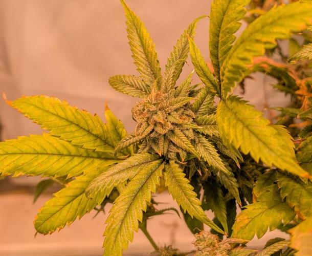 Cement Shoes. Week 24